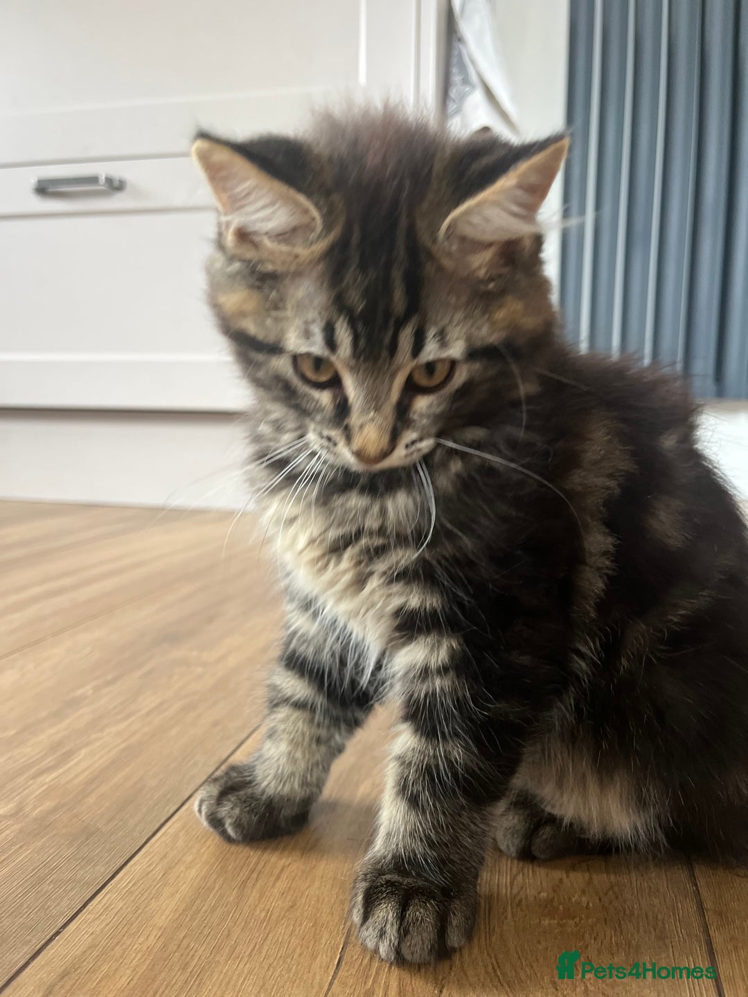 Maine Coon cats for sale: Maine Coon Boys for sale - Image 4