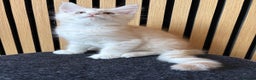 Maine Coon cats for sale: XL Maine Coon Kittens for Sale – TICA Reg - Advert 19