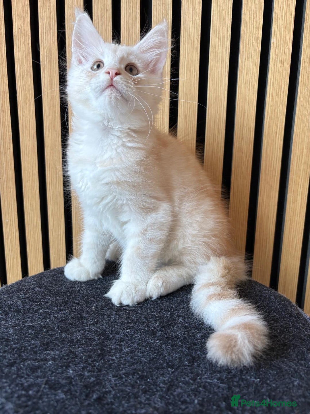 Maine Coon cats for sale: XL Maine Coon Kittens for Sale – TICA Reg - Advert 19