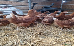 Chickens poultry for sale: 🐔 19-Week POL Goldline Chickens – Ready to Go! 🥚 - Image 2