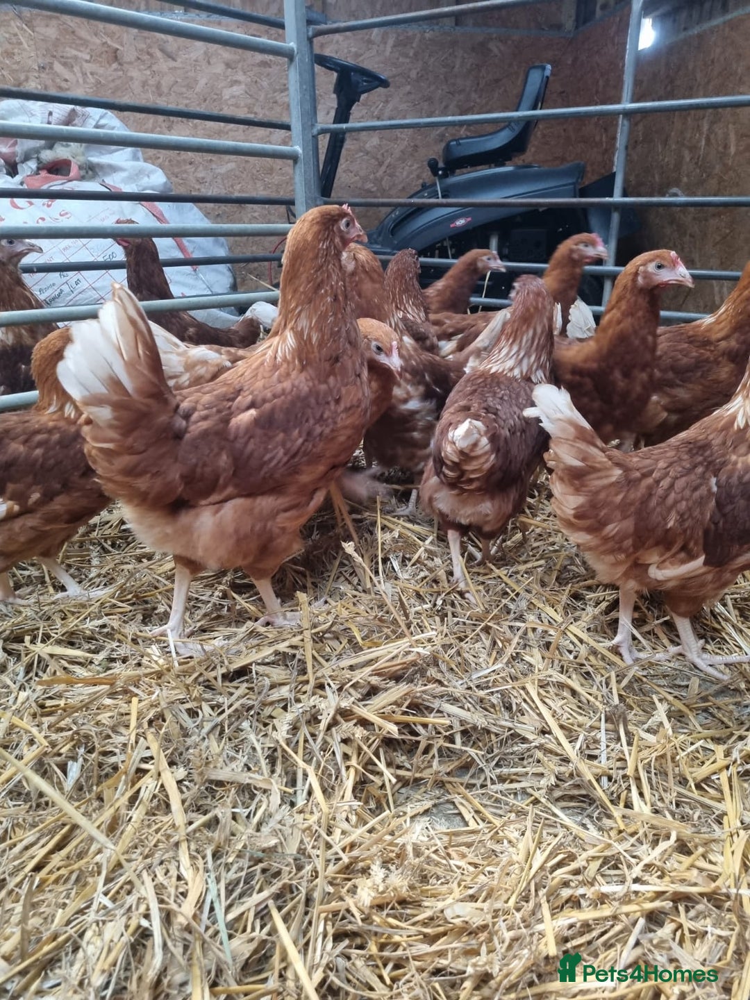 Chickens poultry for sale: 🐔 19-Week POL Goldline Chickens – Ready to Go! 🥚 - Image 2