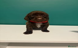 Cocker Spaniel dogs for sale: Cocker spaniel puppies  - Advert 5