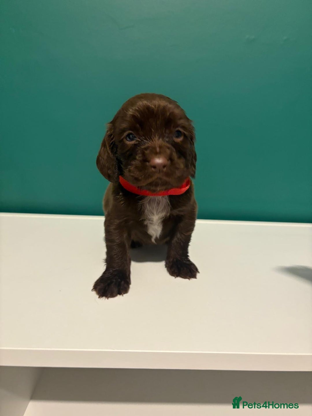 Cocker Spaniel dogs for sale: Cocker spaniel puppies  - Advert 5