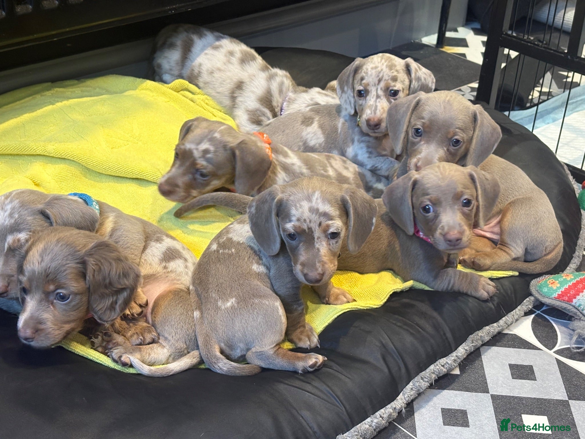 Miniature Dachshund dogs John s  - Advert 1