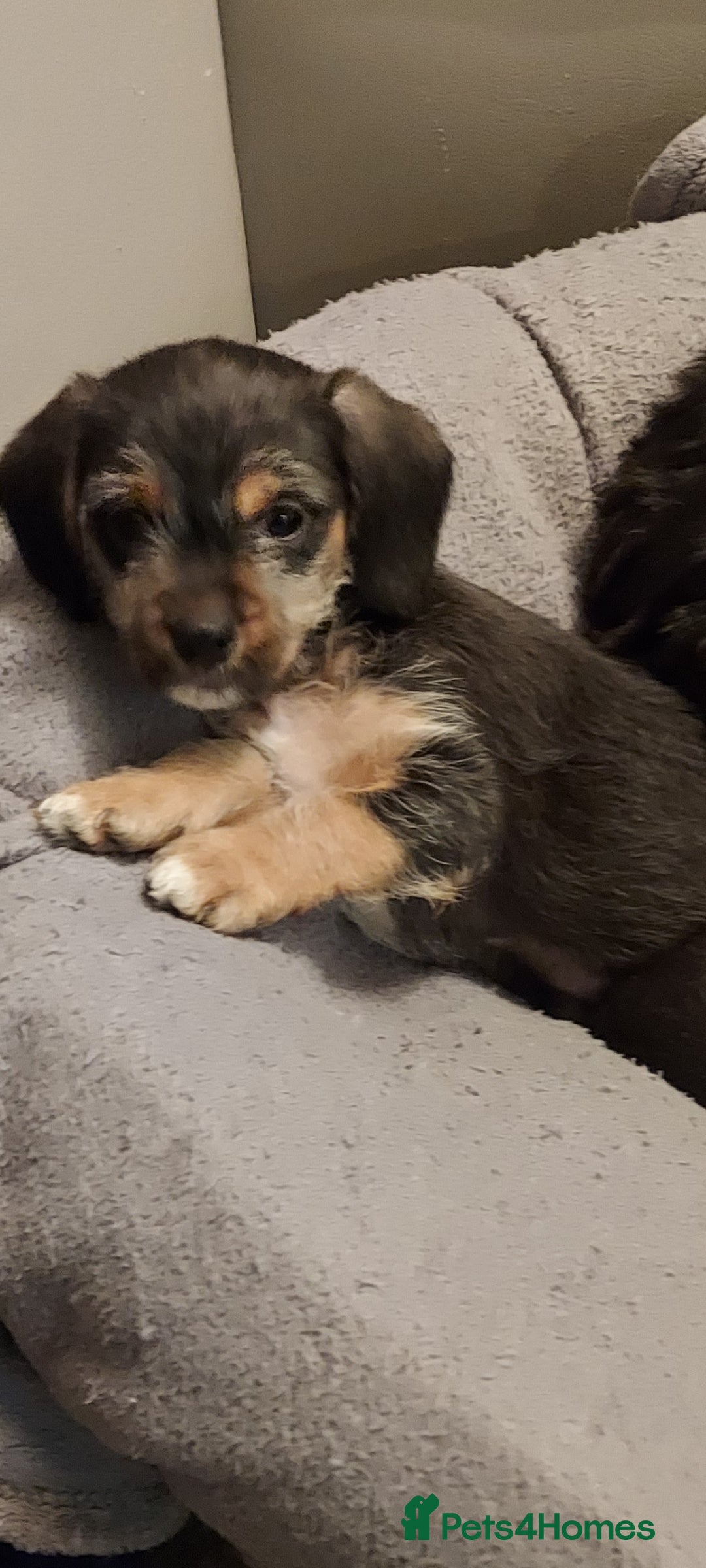 Mixed Breed dogs for sale: Very beautiful and sweet bolognese with dachshund  - Advert 2