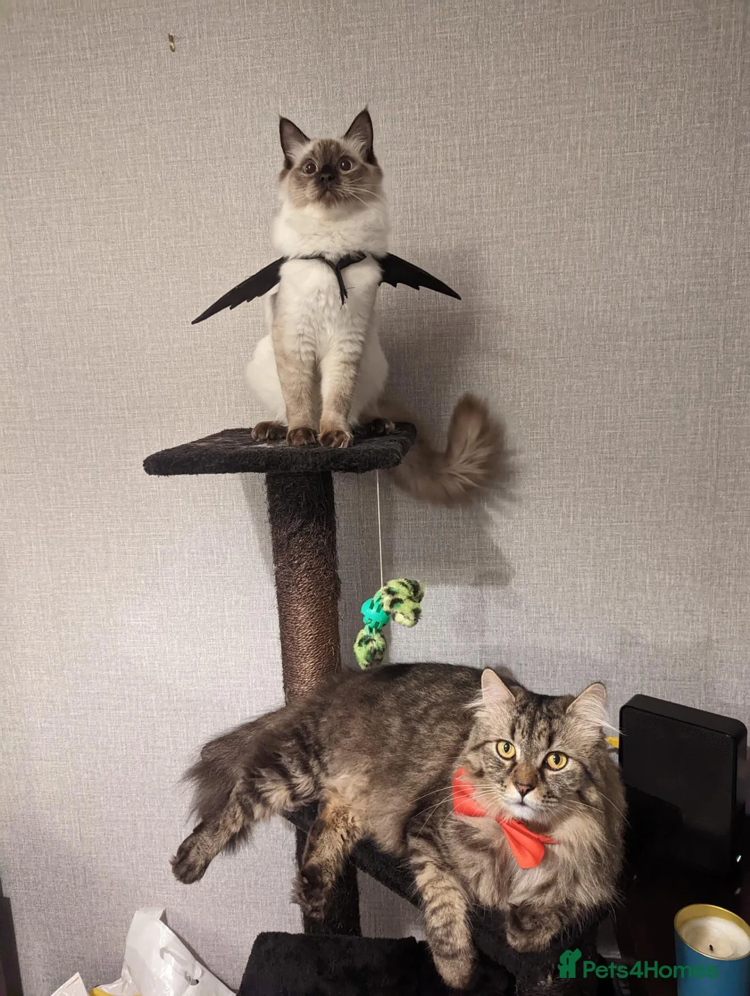 Ragdoll cats for sale: Bonded Ragdoll and Domestic Longhair in Exeter - Advert 2
