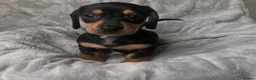 Miniature Dachshund dogs for sale: Beautiful miniature dachshund puppies in Glasgow - Advert 2