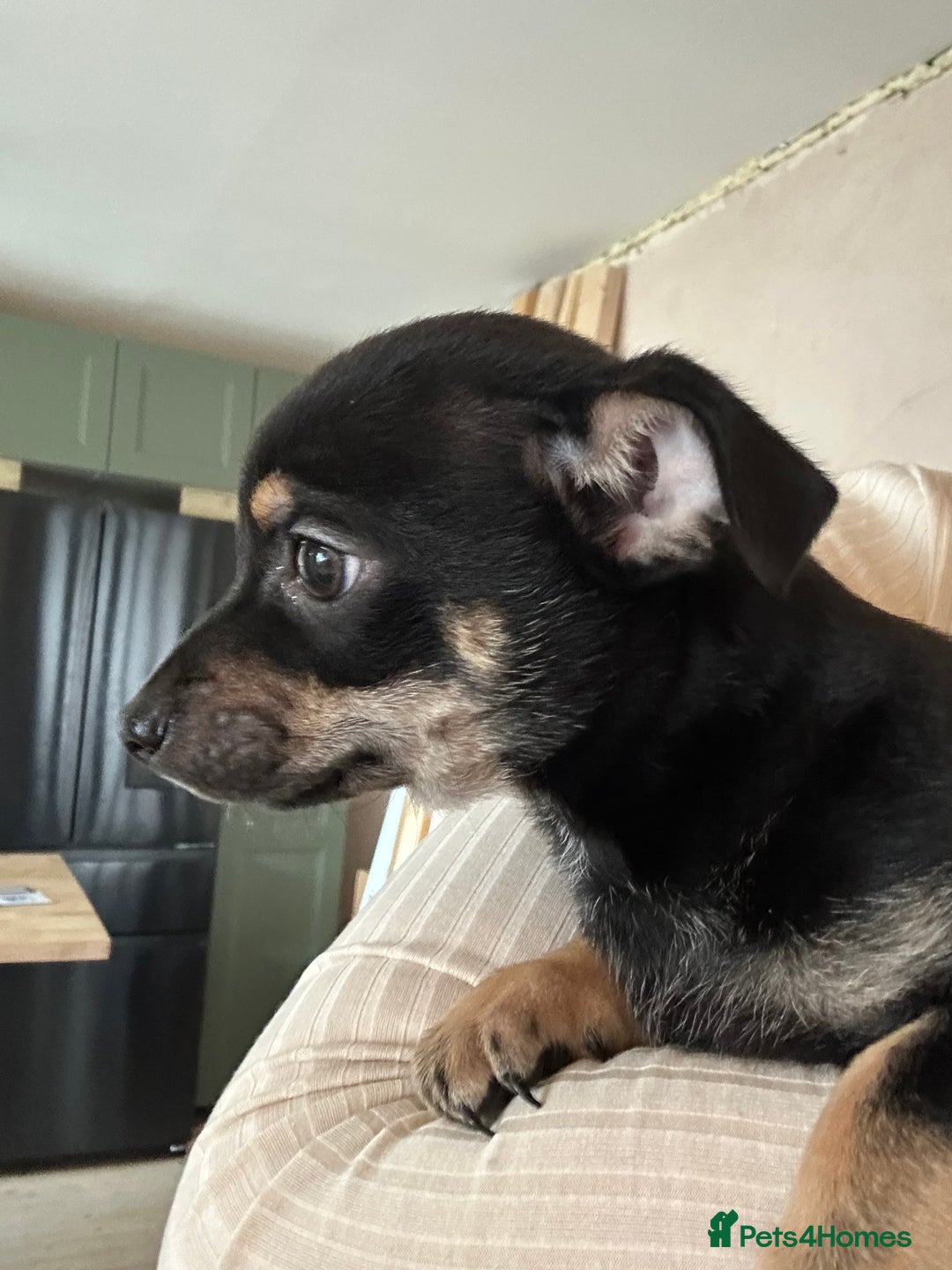 Chihuahua dogs for sale: 2 male puppies Ready to go  - Image 5