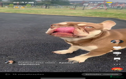 French Bulldog dogs for sale: French bulldog - Image 3