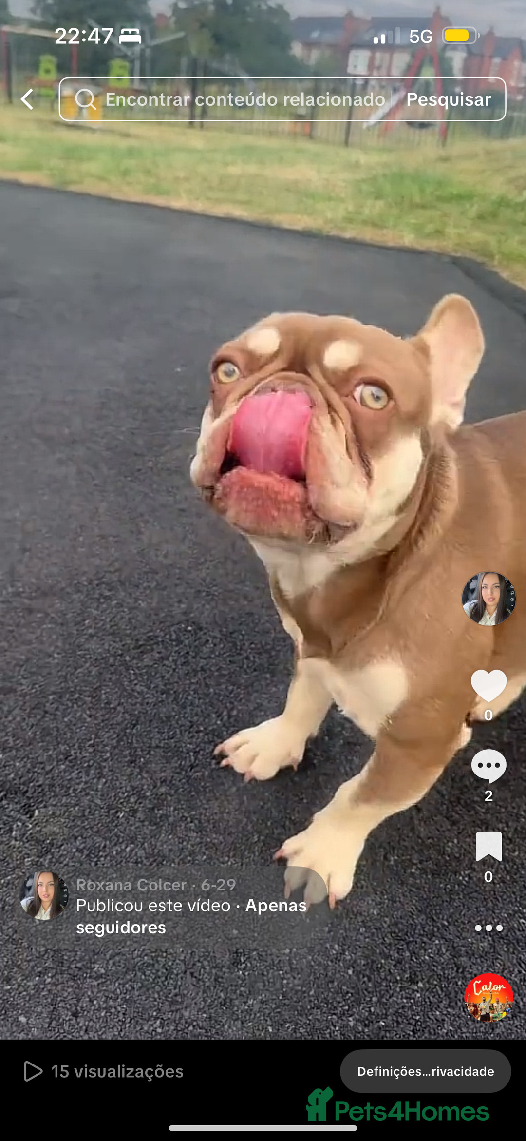 French Bulldog dogs for sale: French bulldog - Image 3