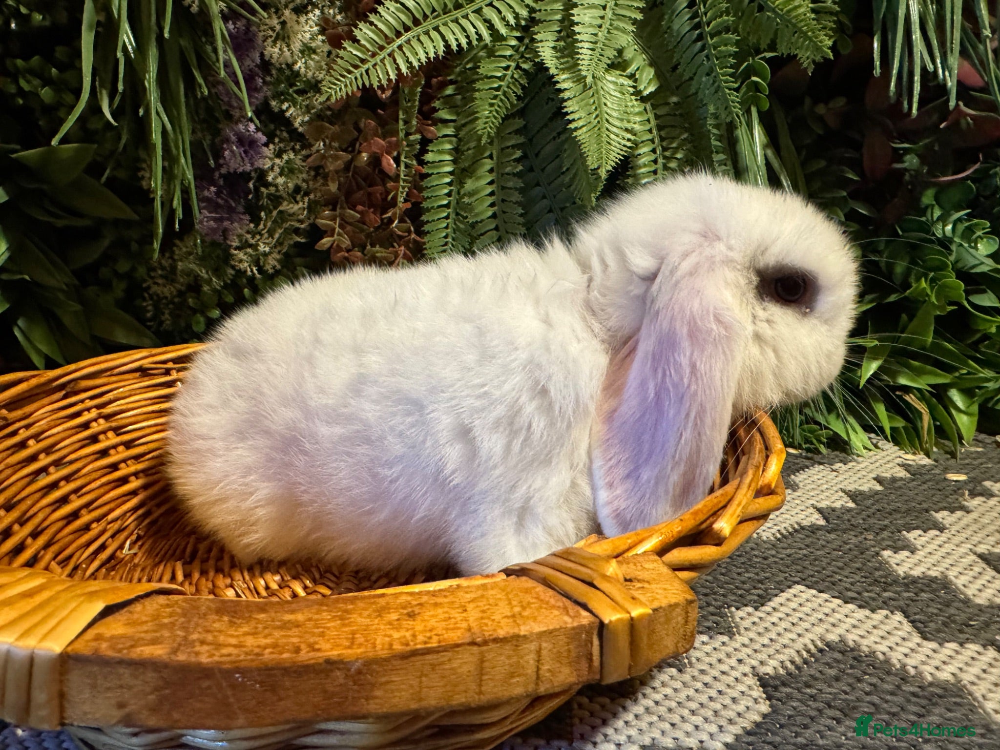 Mini Lop rabbits Mini lops ready to go  - Advert 2
