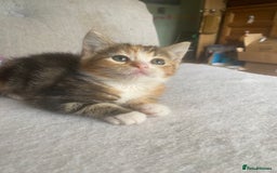 British Longhair cats for sale: 4 Beautiful tabby kittens - Image 12
