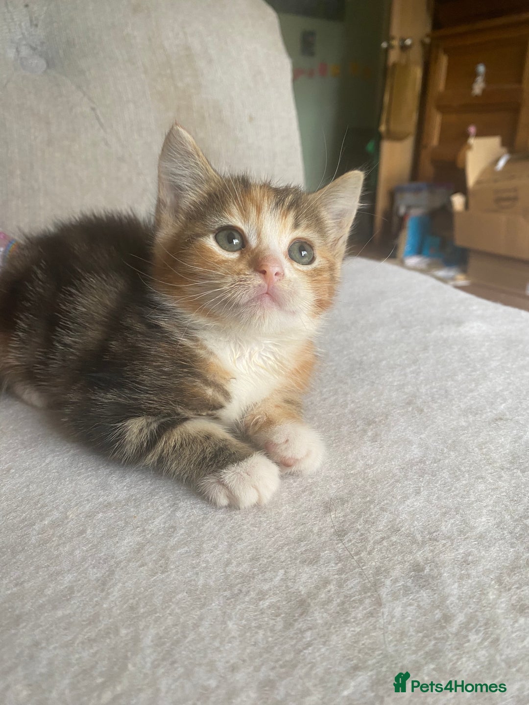 British Longhair cats for sale: 4 Beautiful tabby kittens - Image 12