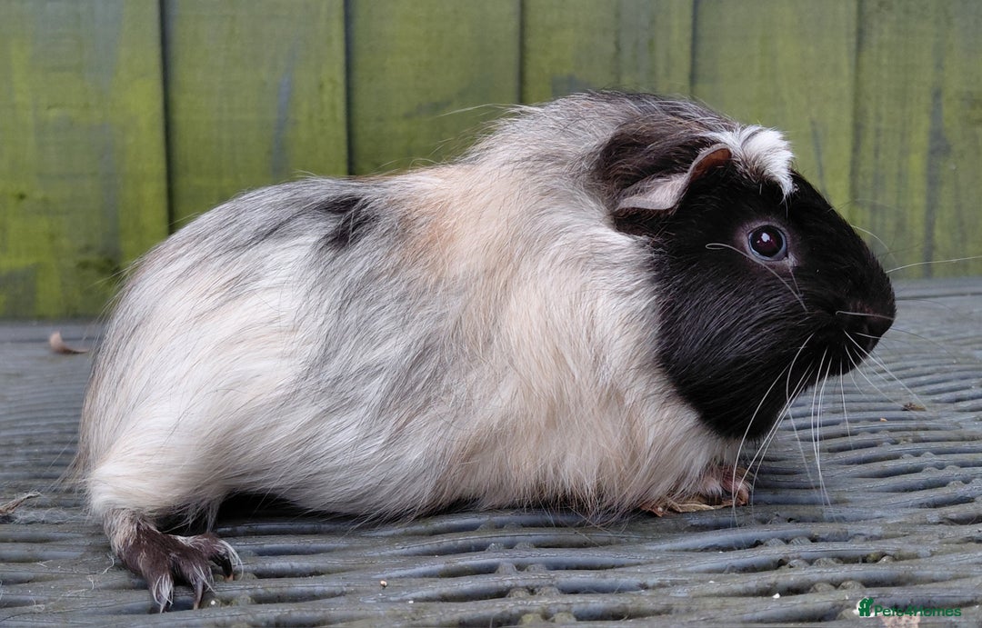 Guinea Pig rodents for sale: 3 male baby piggies for sale - Advert 2