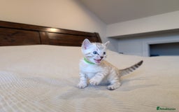 Bengal cats for sale: 🖤🤎 Gorgeous Bengal Kittens 🤎🖤 - Image 14