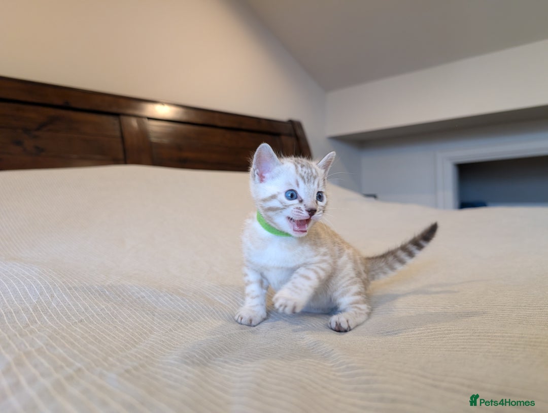 Bengal cats for sale: 🖤🤎 Gorgeous Bengal Kittens 🤎🖤 - Image 14