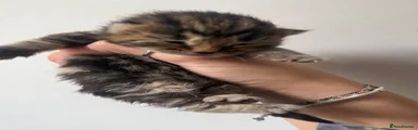 Mixed Breed 4