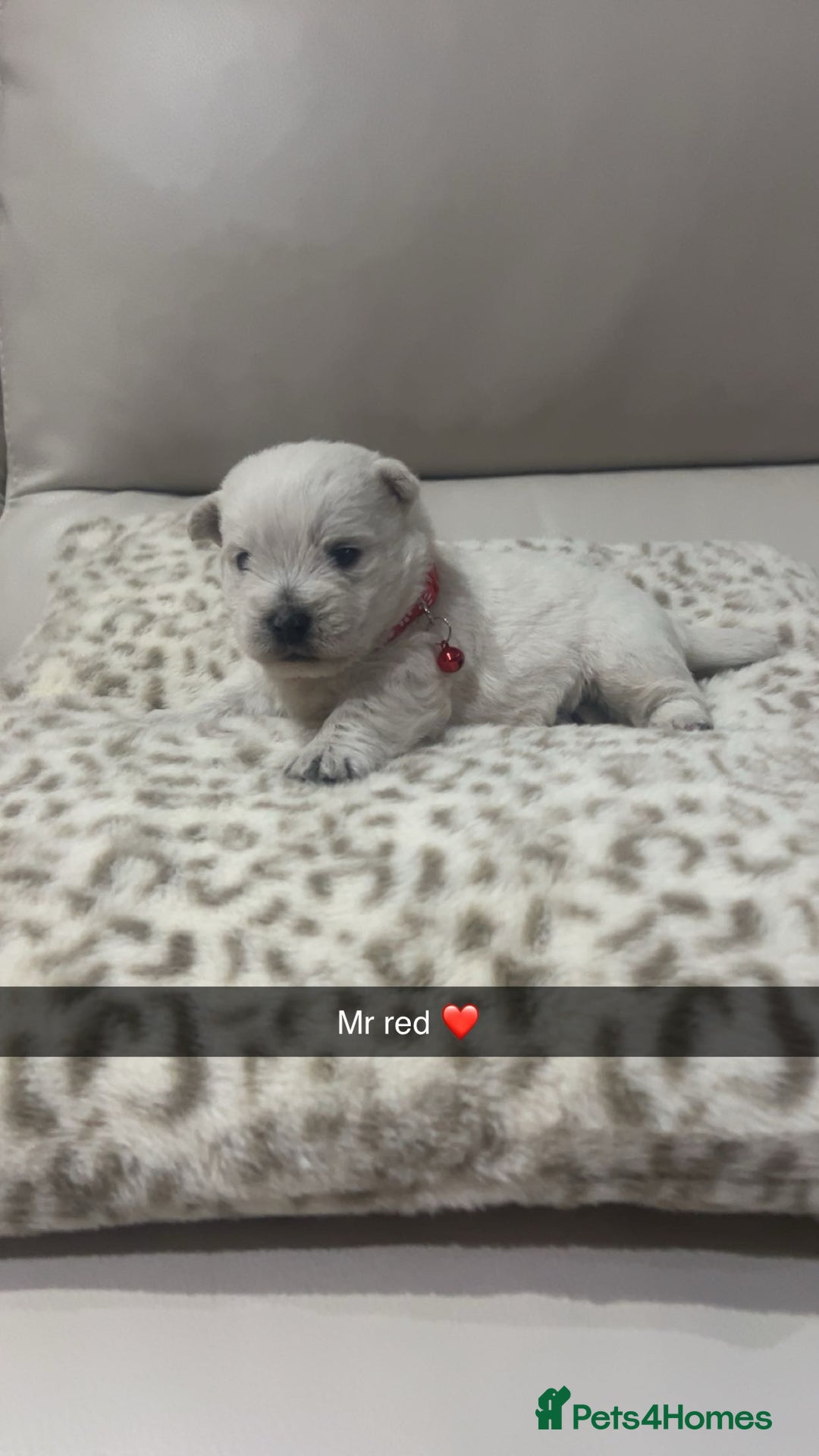 West Highland Terrier dogs for sale: Kc registered west highland white puppies.  - Advert 7