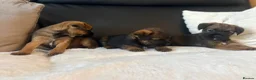 Border Terrier dogs for sale: BORDER TERRIER PUPPIES  in Willenhall - Advert 4