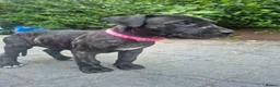 Presa Canario dogs for sale: Presa Canario Puppies ♥️  - Advert 28
