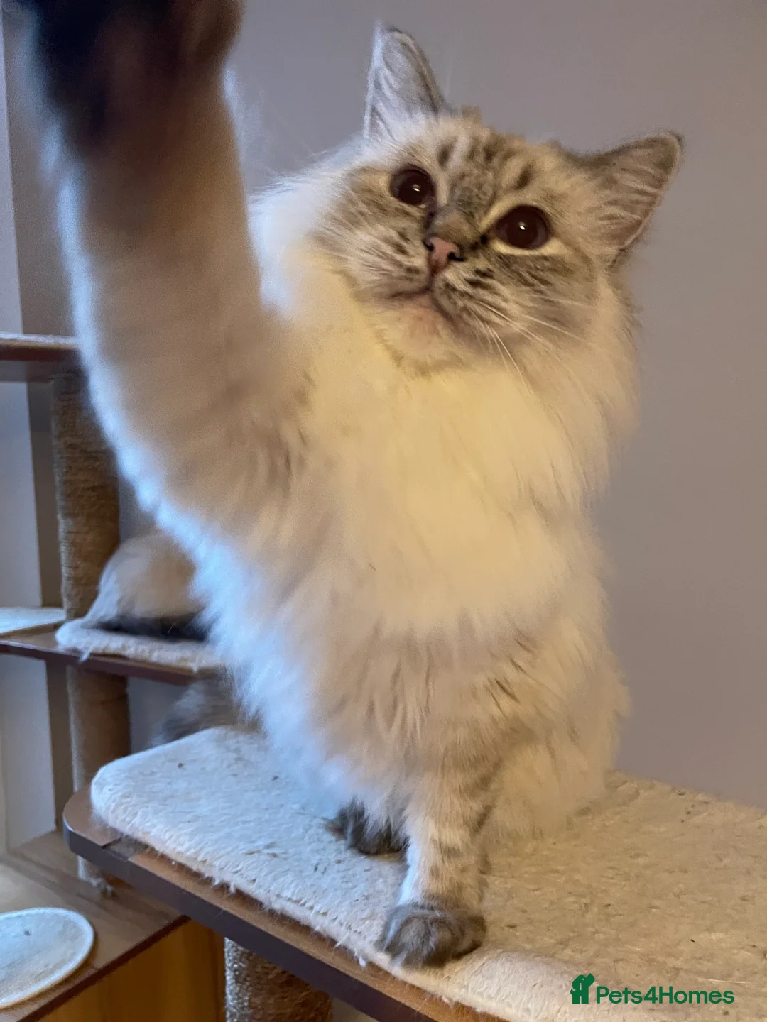 Ragdoll cats for sale:  Retiring now  - Advert 9