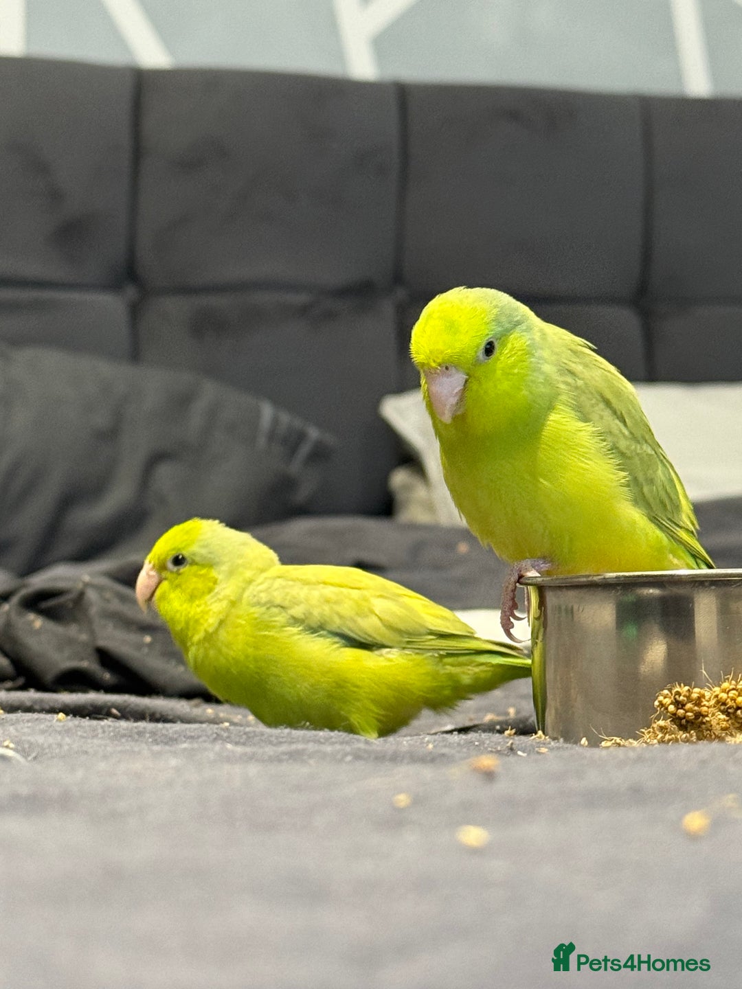 Parrots birds for sale: Sibling parrotlets  - Advert 3