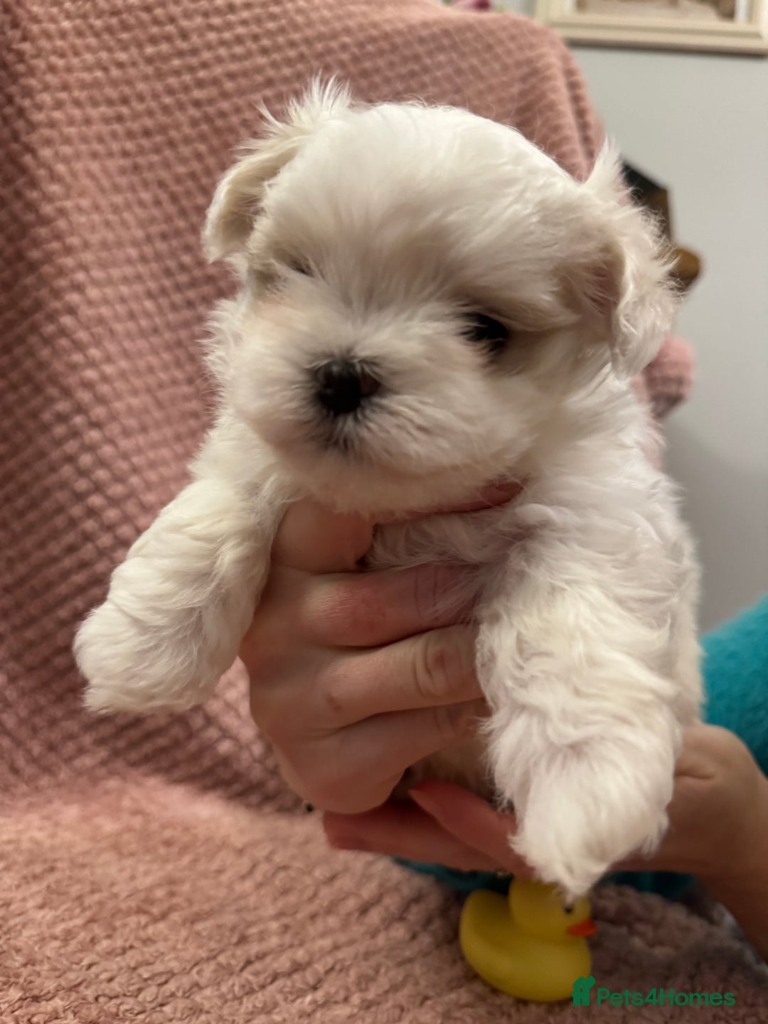 Maltese dogs for sale: Korean Maltese - 2 boys available  - Advert 16