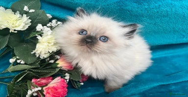 Siberian cats - Advert 4