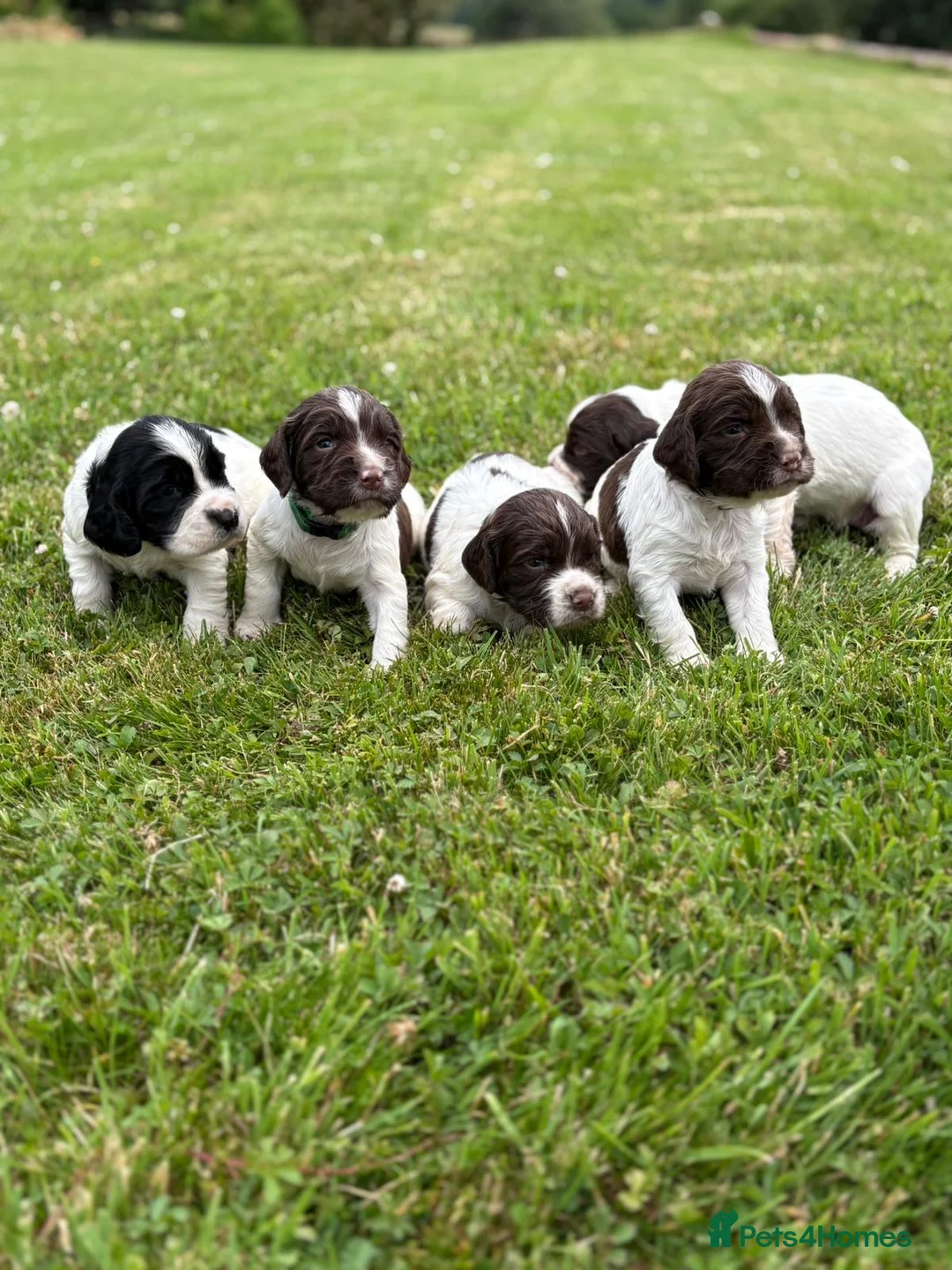English Springer Spaniel dogs for sale: KC Registered Springer Spaniel Puppies - Advert 1