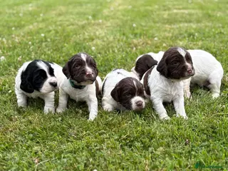 English Springer Spaniel dogs KC Registered Springer Spaniel Puppies - Advert 3