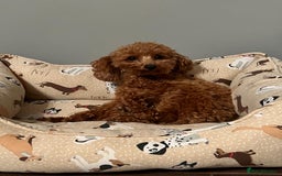 Toy Poodle dogs for sale: Beautiful red Toy Poodle Puppies  - Image 6