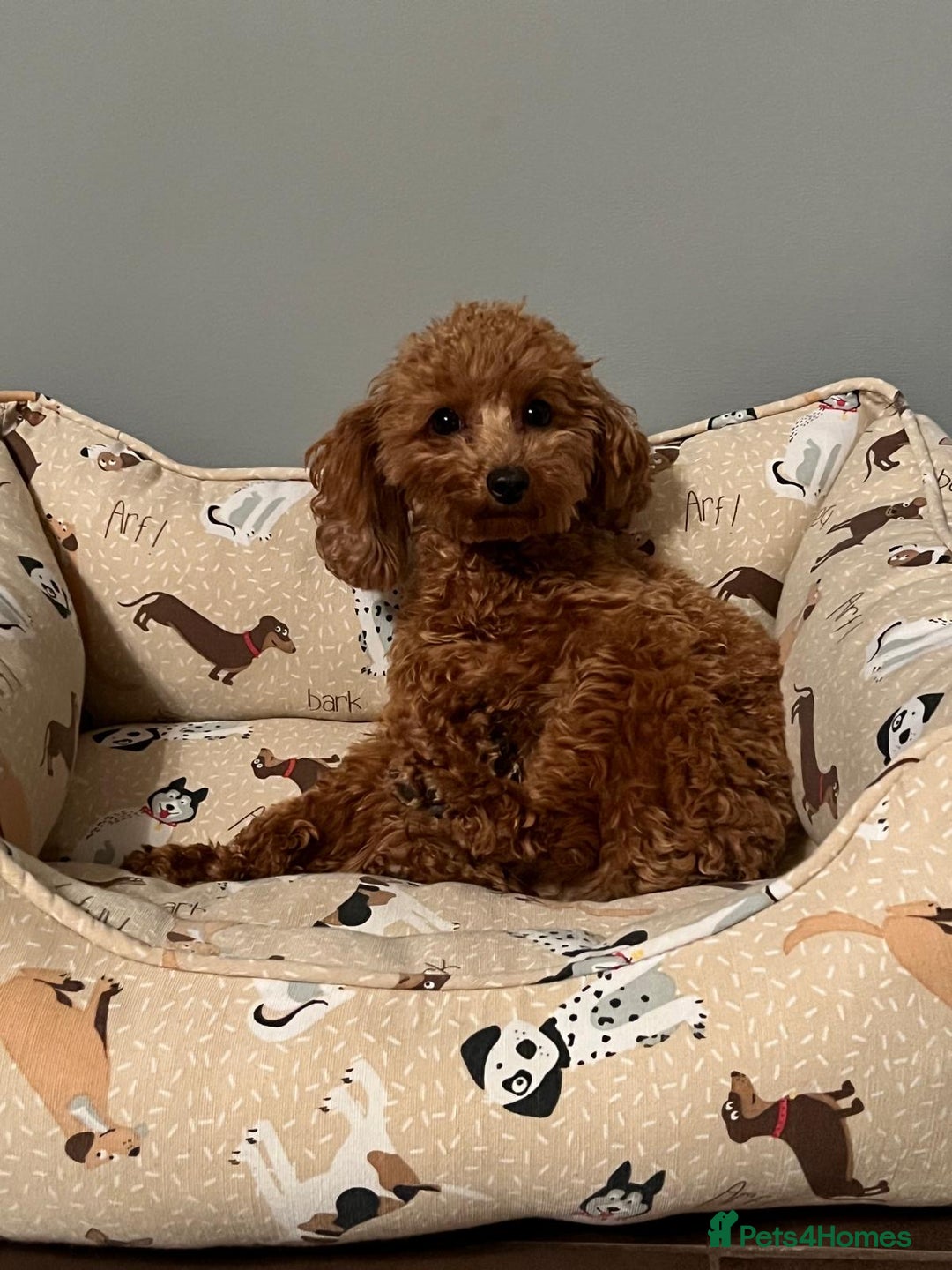 Toy Poodle dogs for sale: Beautiful red Toy Poodle Puppies  - Image 6