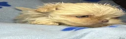Shih Tzu dogs for sale: Tiny imperial shihtzu puppies - Advert 5