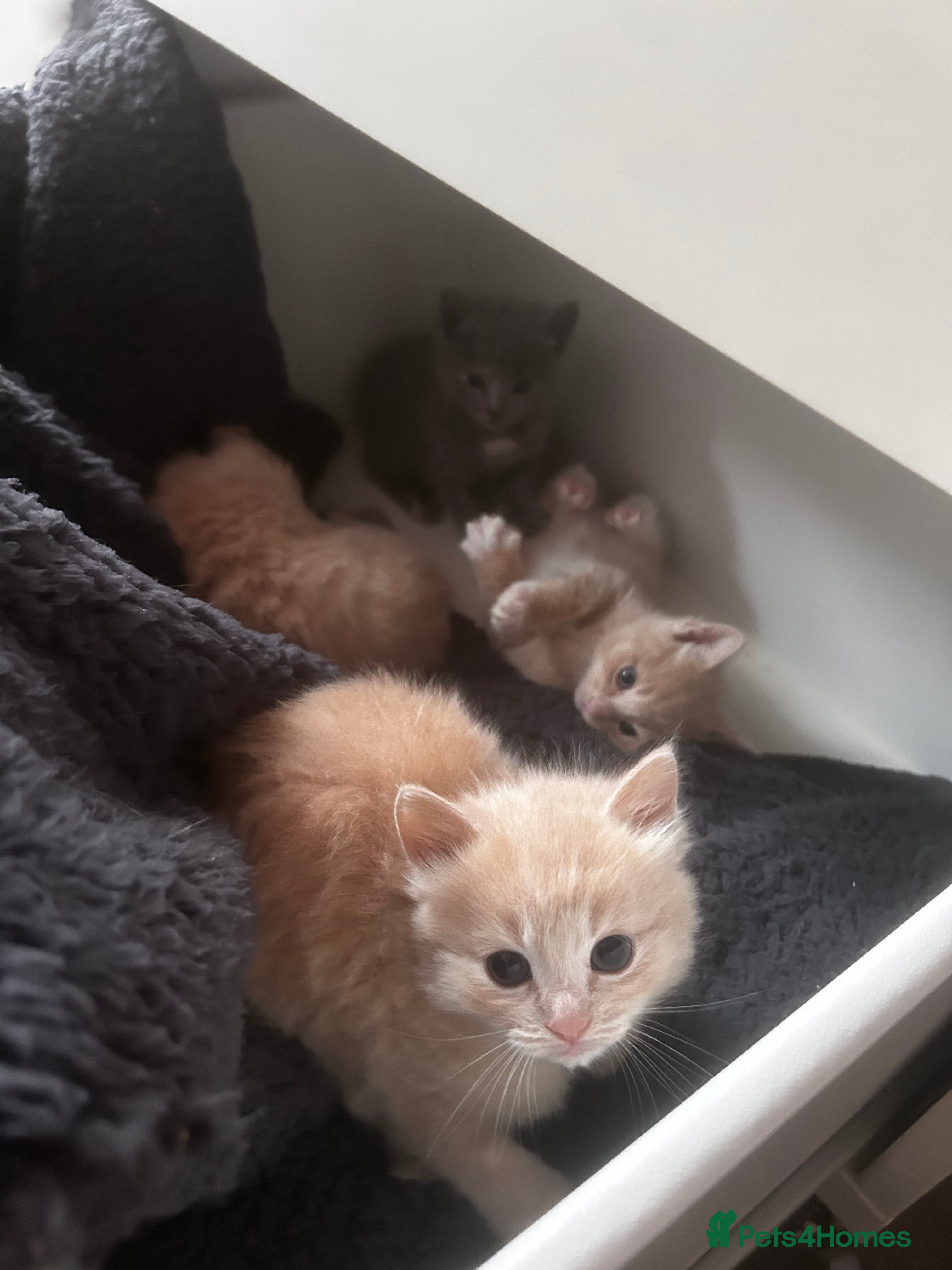 Mixed Breed cats Ragdoll mix  - Advert 9