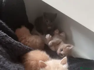 Mixed Breed cats Ragdoll mix - Advert 9