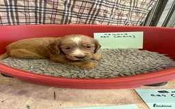 Cocker Spaniel dogs for sale: Two cocker spaniel litters - Image 32