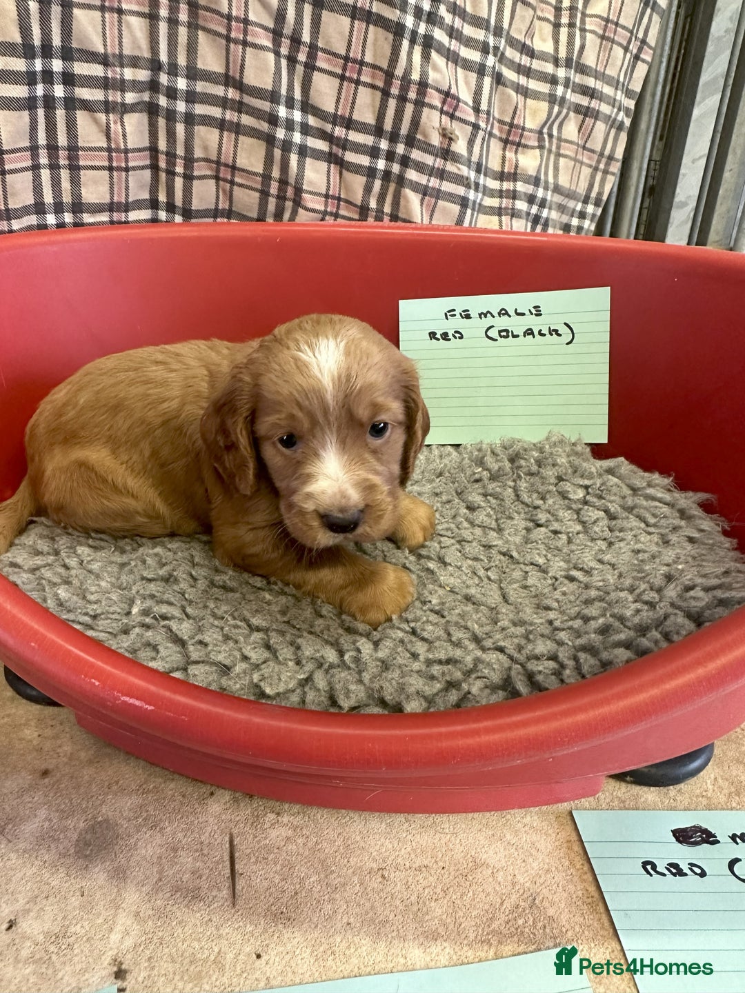 Cocker Spaniel dogs for sale: Two cocker spaniel litters - Image 32