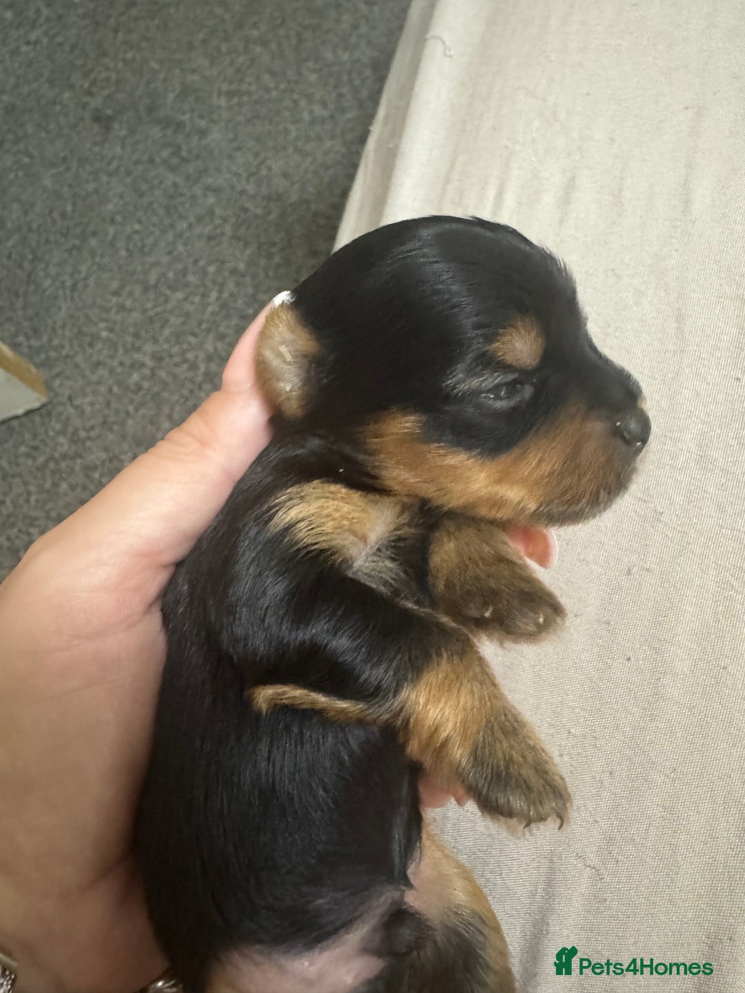 Yorkshire Terrier dogs for sale: Yorkshire Terrier Puppies  - Advert 19