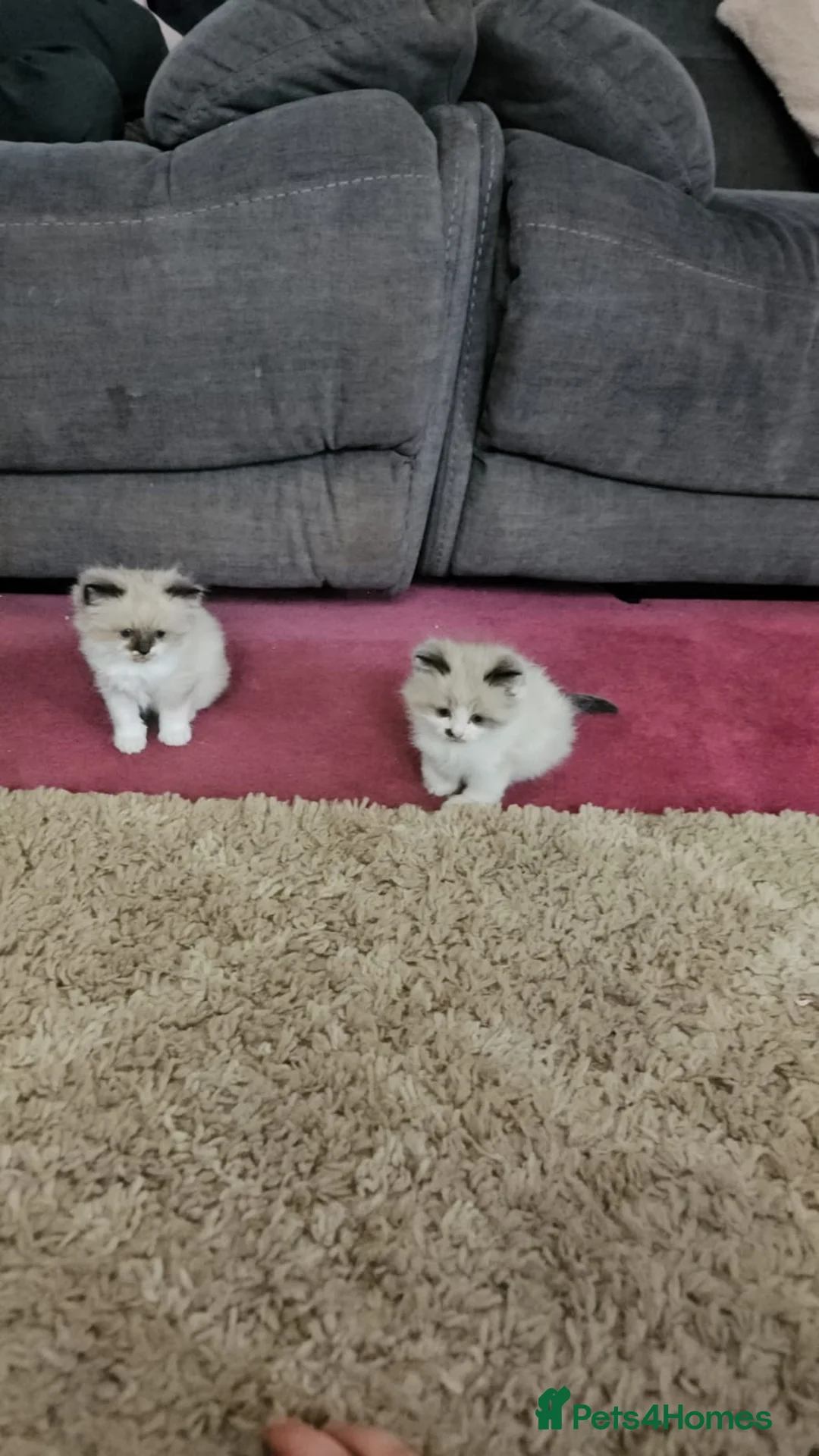 Ragdoll cats for sale: Pure Ragdoll kittens in Norwich - Advert 1