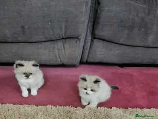 Ragdoll cats Pure Ragdoll kittens - Advert 1