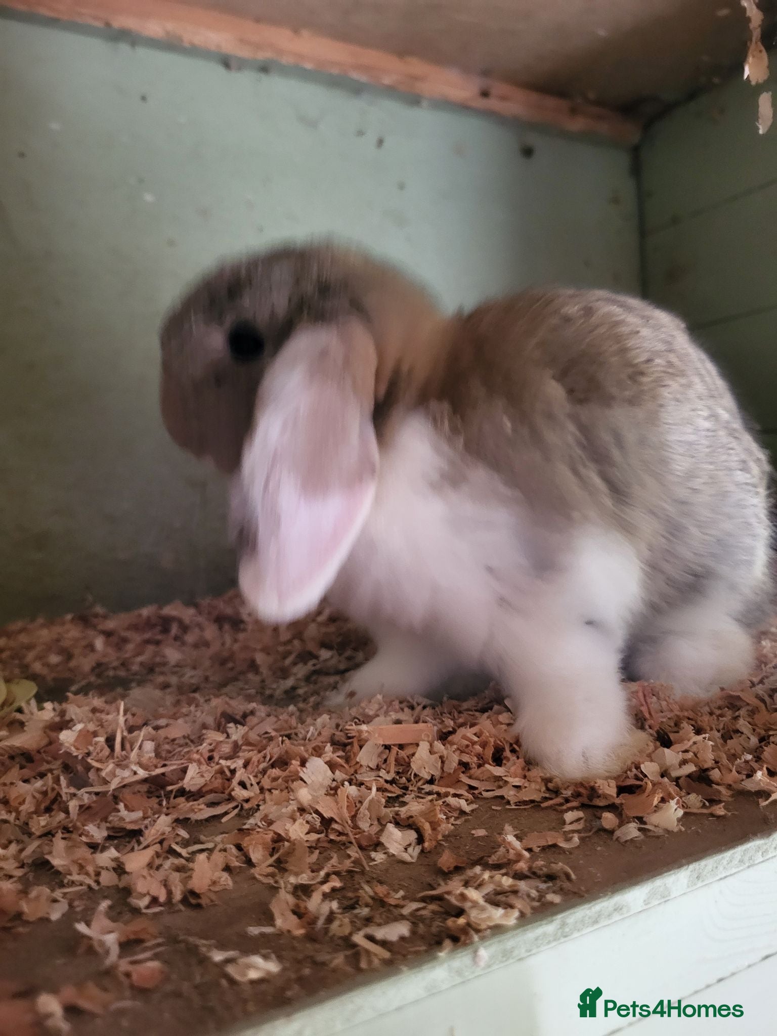 Mini Lop rabbits Mini Lop Bunnies ready to leave 2 - remaining  - Advert 10