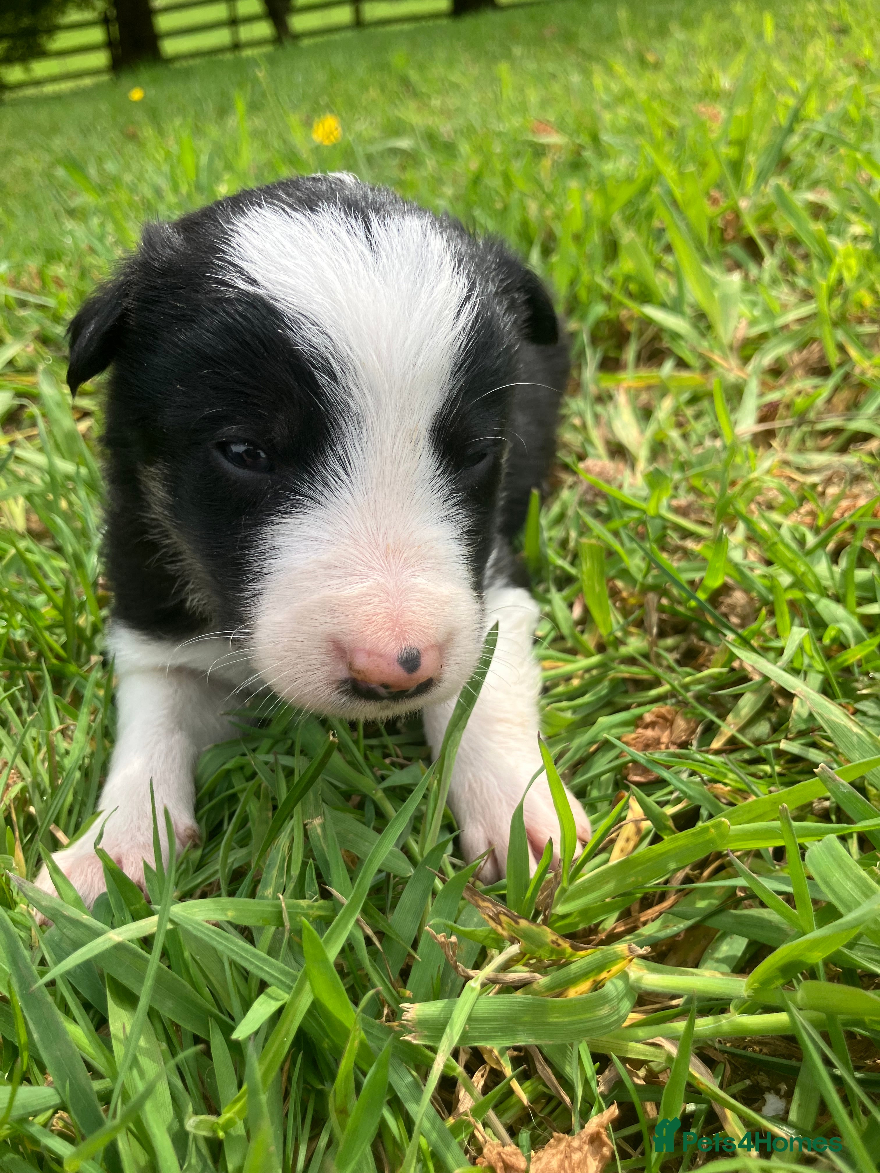Border Collie dogs  10 Beautiful tri colour border collie puppies - Advert 15