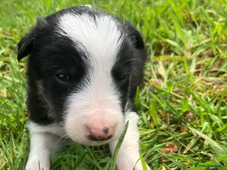 Border Collie dogs 10 Beautiful tri colour border collie puppies - Advert 15