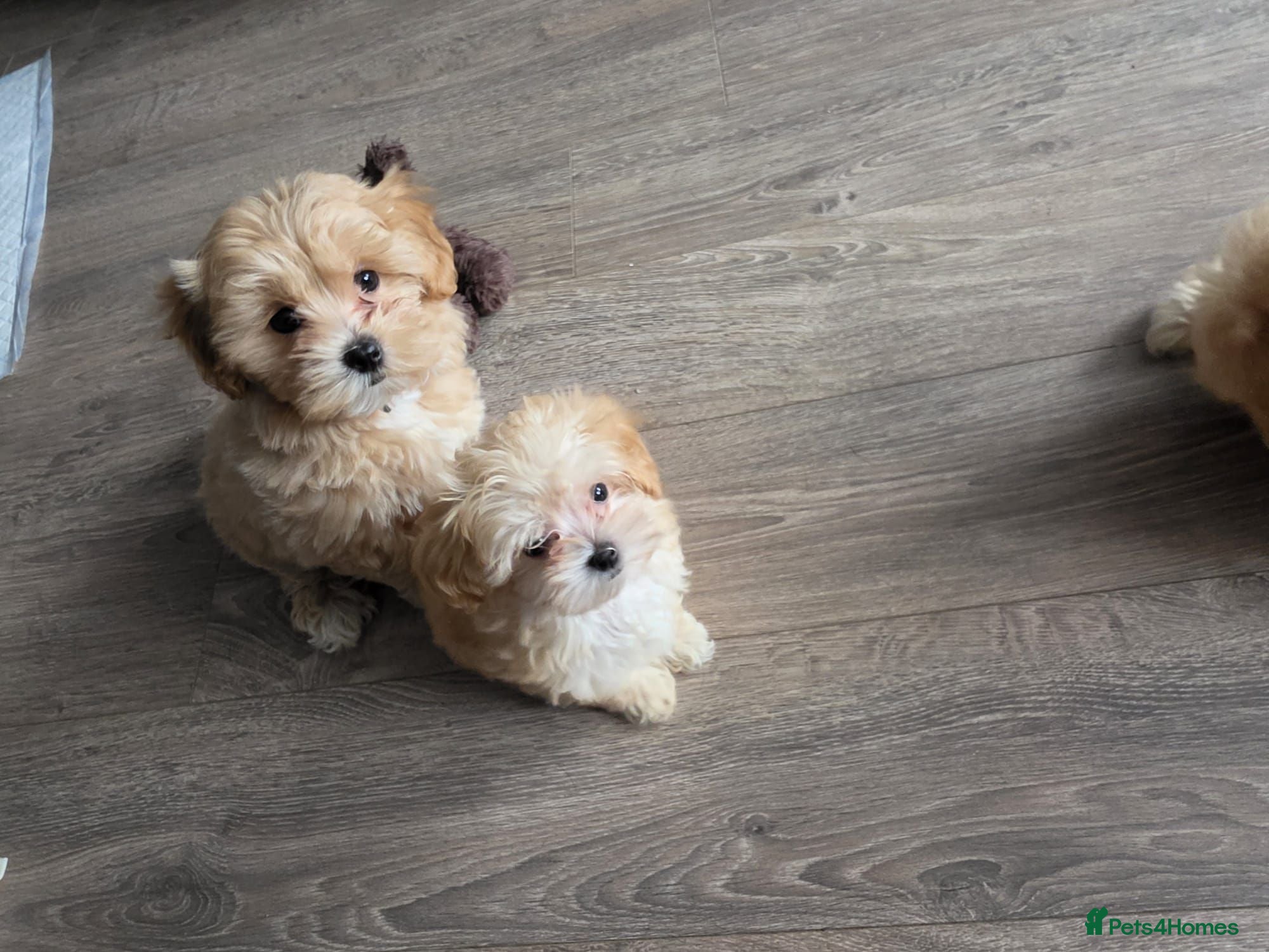 Maltipoo dogs 2 left Gorgeous Asian F1 small Maltipoos - Advert 1
