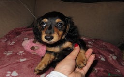 Miniature Dachshund dogs for sale: Sweet Black & Tan Miniature Long-Haired Dachshund - Image 4