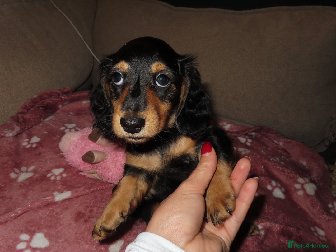 Miniature Dachshund dogs for sale: Sweet Black & Tan Miniature Long-Haired Dachshund - Image 4