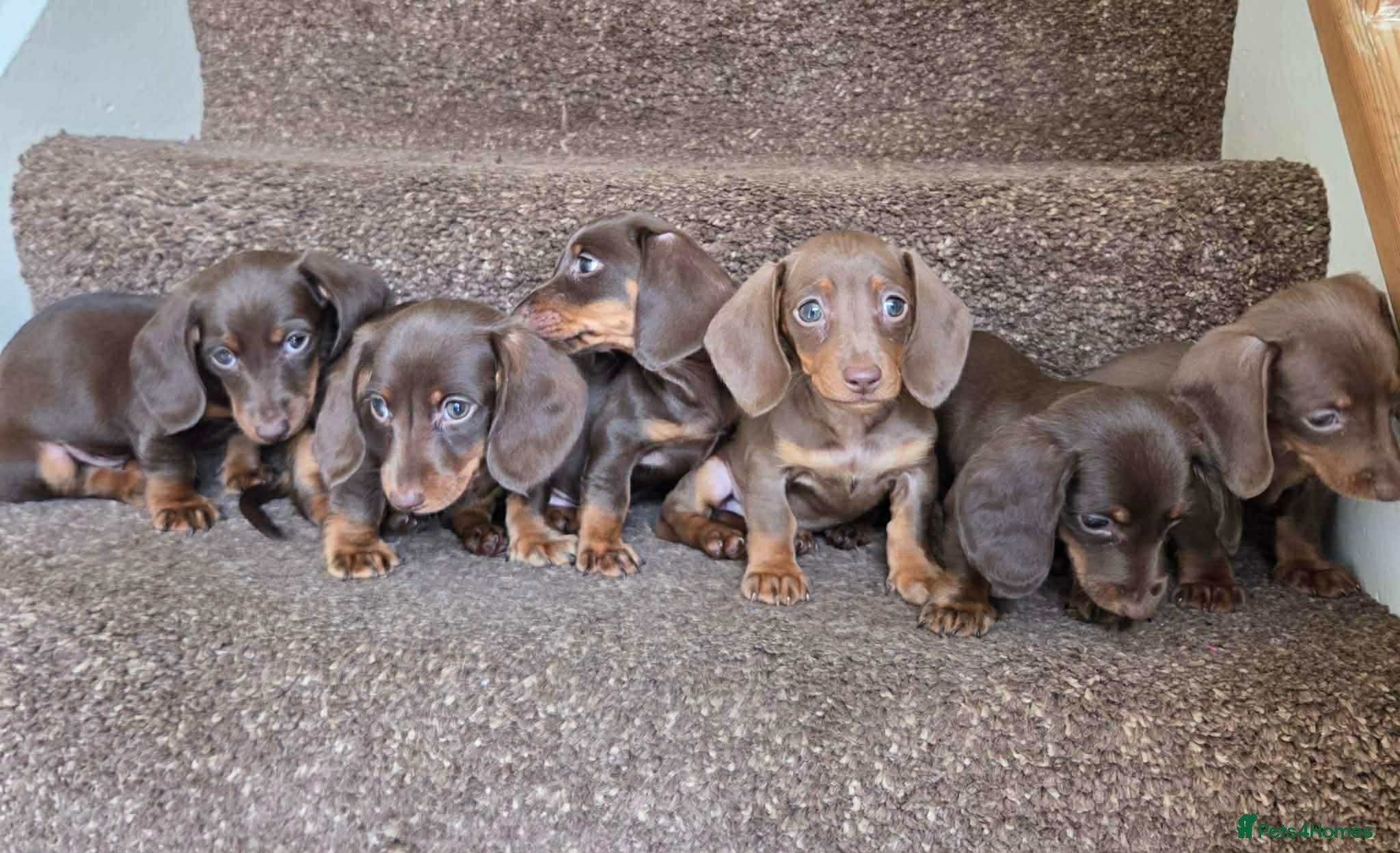Miniature Dachshund dogs 6 gorgeous M Dachshunds - Advert 1