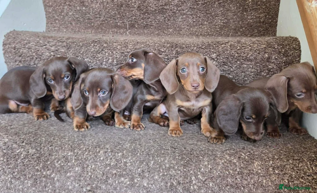 Miniature Dachshund dogs for sale: 6 gorgeous M Dachshunds - Advert 1