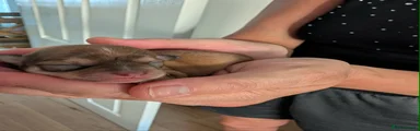 Chihuahua 1