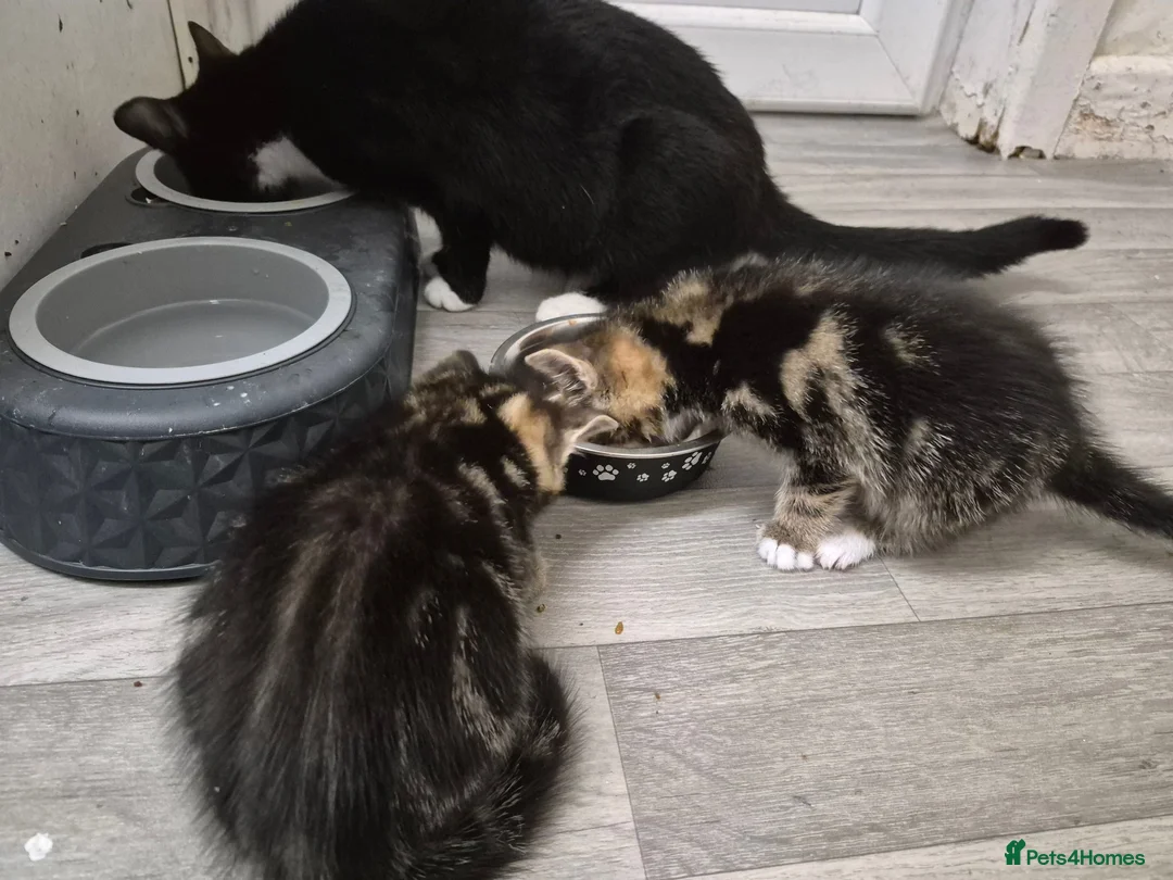 Domestic Shorthair cats for sale: Kitten - Advert 1